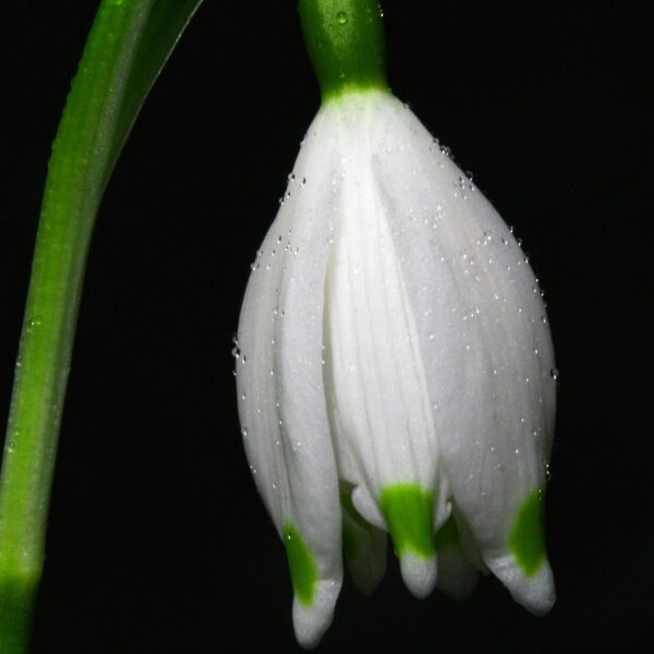 Body ciążowe i do karmienia piersią Gaja - białe