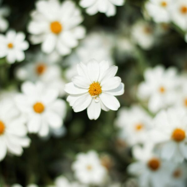 Gumka do włosów scrunchie - biała